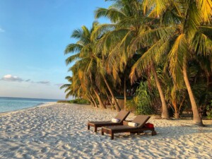 palm trees and beach beds on a beach