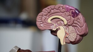 plastic anatomy of brain display